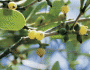 Photo: U.S. Geological Survey, mistletoe, Christmas, kiss