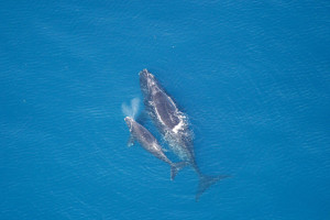 Right whale mother and calf (Photo: NOAA NMFS)