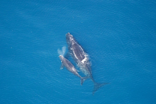Right whale mother and calf. Photo by NOAA NMFS. 