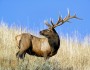 Wildlife across the country will be impacted by climate change, according to a new draft National Climate Assessment. Photo by William Wiley.