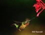 Victor Hugo, Les Miserables, hummingbird, NWF, National Wildlife Federation, Certified Wildlife Habitat