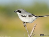 Loggerhead shrike