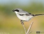 Loggerhead shrike