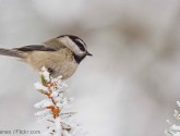 Mountain chickadee