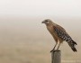 Red-shouldered hawk