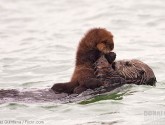 Sea otter mom and pup