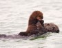 Sea otter mom and pup