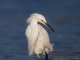 Snowy egret