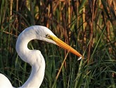 A white heron with a tiny catch. Flickr photo by Marc Banks.