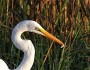 A white heron with a tiny catch. Flickr photo by Marc Banks.