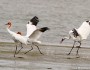 Whooping cranes, Rockport, TX