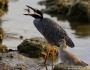 Yellow-crowned night heron