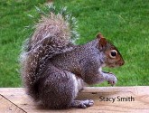 squirrel appreciaton day, gray squirrel, robot