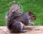 squirrel appreciaton day, gray squirrel, robot