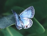 Miami blue butterfly on Bahia Honda in 2003. This species was last seen on the island in January 2010. Photo: J. Glassberg.