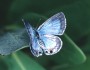 Miami blue butterfly on Bahia Honda in 2003. This species was last seen on the island in January 2010. Photo: J. Glassberg.