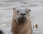 River Otter