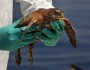 oiled sea turtle after the BP oil disaster (photo credit NOAA)