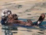 Sea otter in pup relaxing in Morro Bay (photo by Beth Pratt)