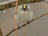 Golden-crowned kinglet