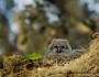 Great horned owlet