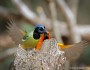 An Altamira oriole swoops in behind a green jay