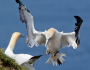 Northern gannets