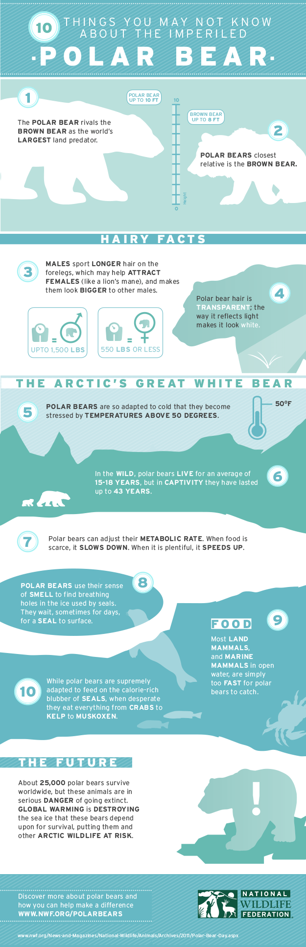 10 Facts about the Polar Bear
