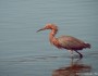 Reddish egret