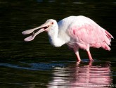 Roseate spoonbill