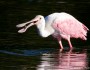 Roseate spoonbill