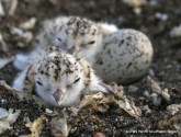 Western Snowy Plovers