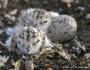 Western Snowy Plovers