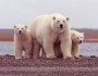 Polar bear mother with yearling cubs. Photo credit: Susanne Miller, U.S. Fish and Wildlife Service