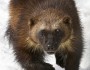 National Wildlife Photo Contest entry by Robert Postma.