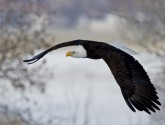 We should keep these guys around, if only to avoid having to pick a new national bird.