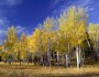 Aspens in Grand Tetons National Park. National Wildlife Photo Contest entry by William Wiley.