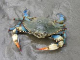 Blue crab, Flickr photo by Jeremy Thorpe.