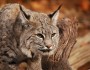 A dozen bobcat subspecies range across North America. National Wildlife Photo Contest entry by Lori Tambakis.