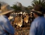 Cattle ranchers from the Sao Marcelo Ranch in Brazil. Photo credit: Pisco del Gaiso