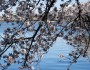 The Tidal Basin in Washington, D.C. during the National Cherry Blossom Festival. Flickr photo by NCinDC.