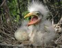 Egret Chick
