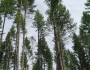 Douglas fir trees in Oregon. Flickr photo by Tom Brandt.