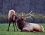 Elk yearling and bull