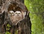 Great horned owlets in tree cavity