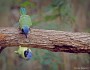 Green Jays