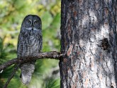 Yosemite's great gray owl population was recognized as a distinctive subspecies in 2010. (photo by Joe Medley)