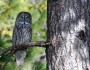 Yosemite's great gray owl population was recognized as a distinctive subspecies in 2010. (photo by Joe Medley)