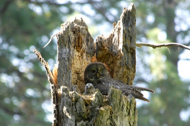 A great gray owl and fledgling in a forest in Yosemite (Photo by Joe Medley)