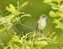 Least flycatcher